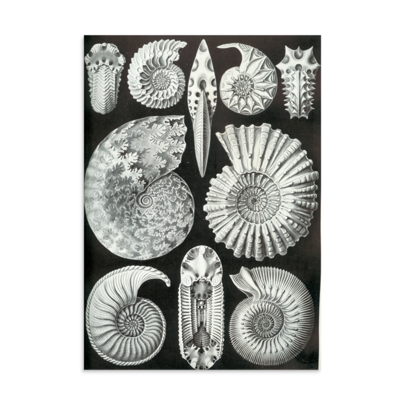 Ammonites print