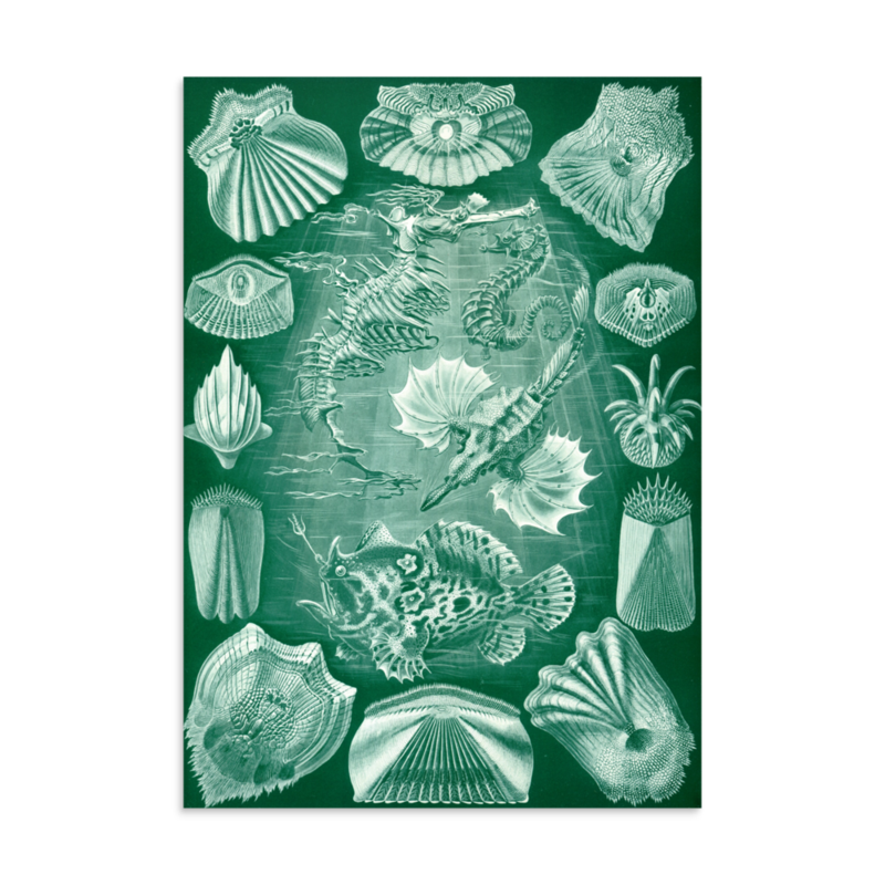 Bony Fish print