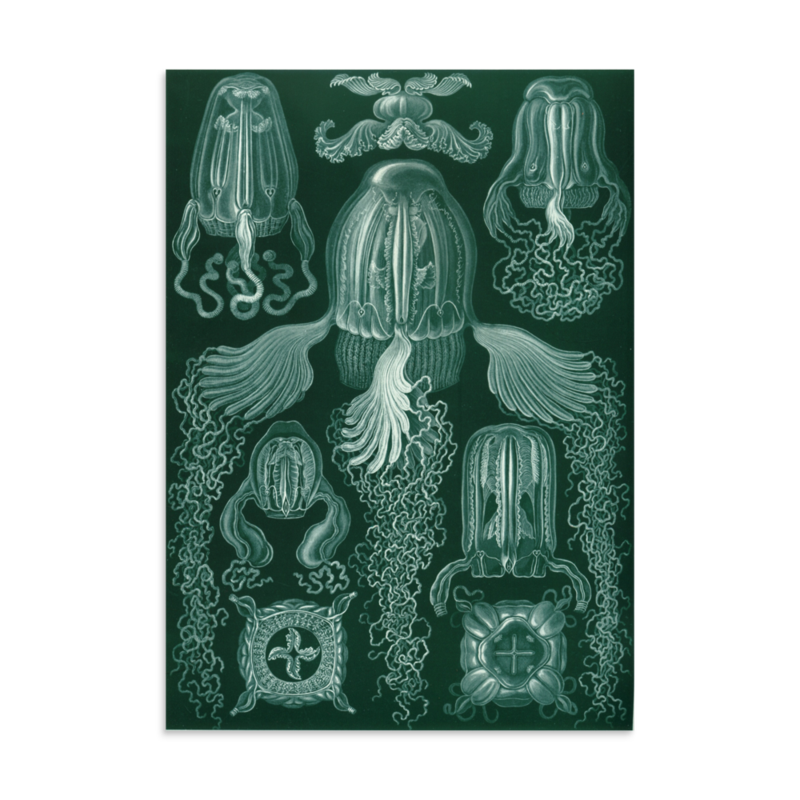 Box Jellyfish print