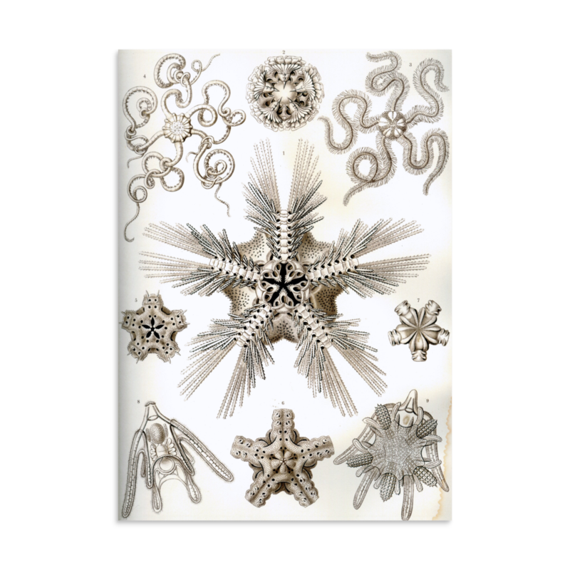 Brittle Stars print