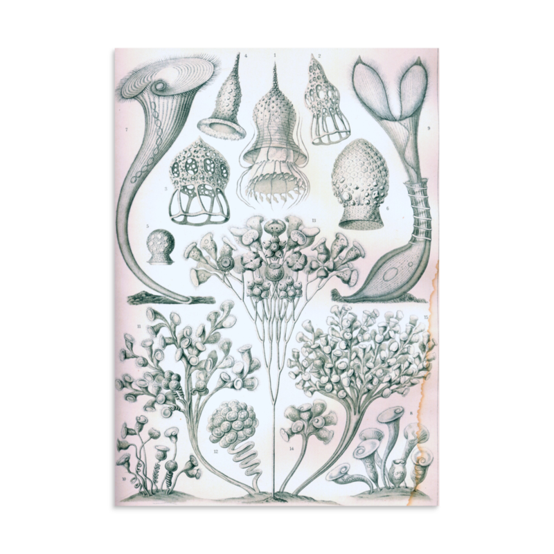 Ciliates print