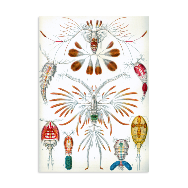 Copepods print
