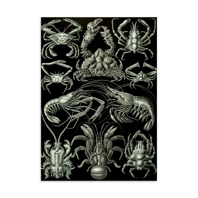 Crabs & Lobsters print