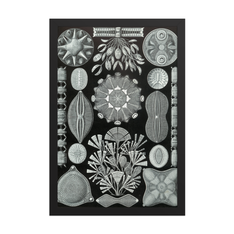 Diatoms — framed print