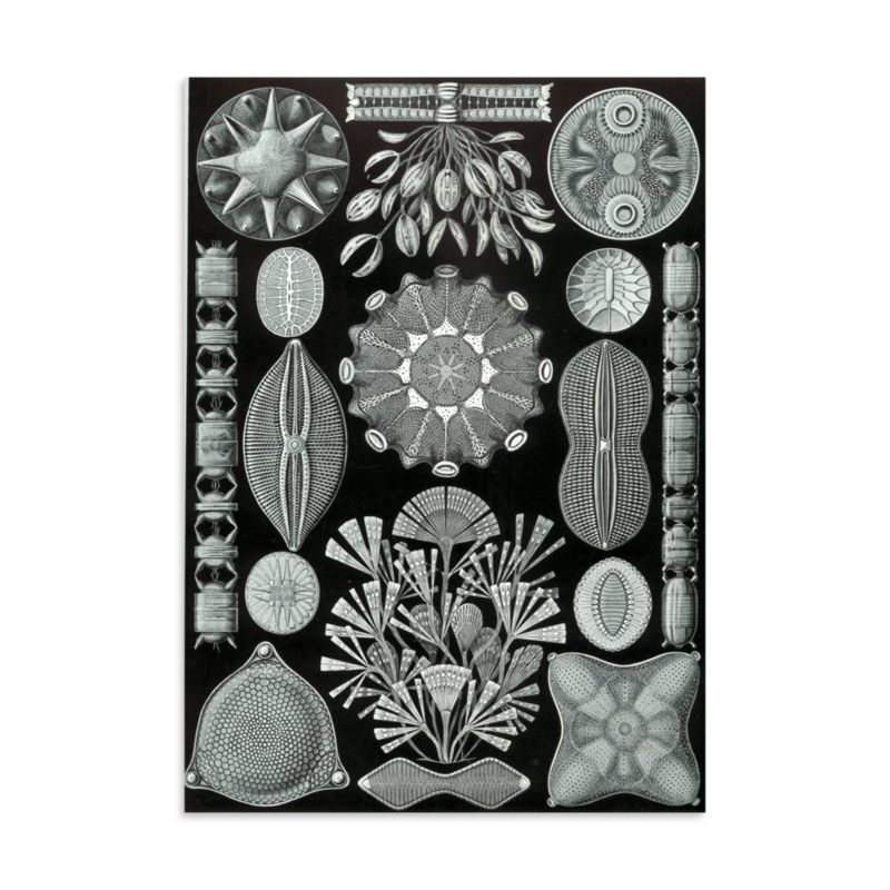 Diatoms print