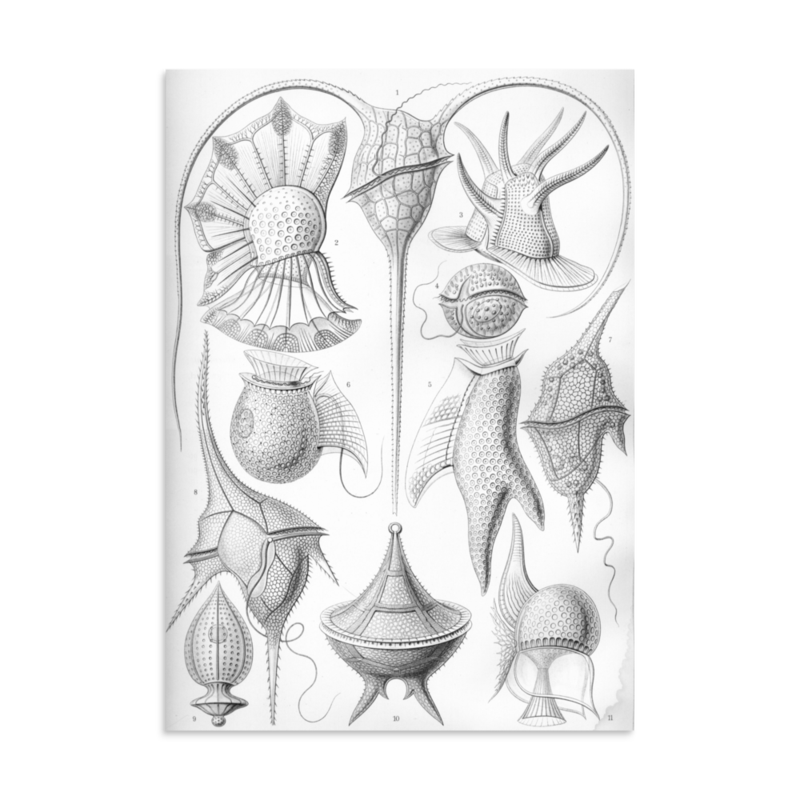 Dinoflagellates print