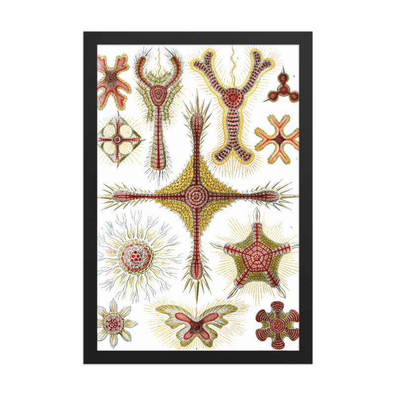 Disc Radiolarians — framed print