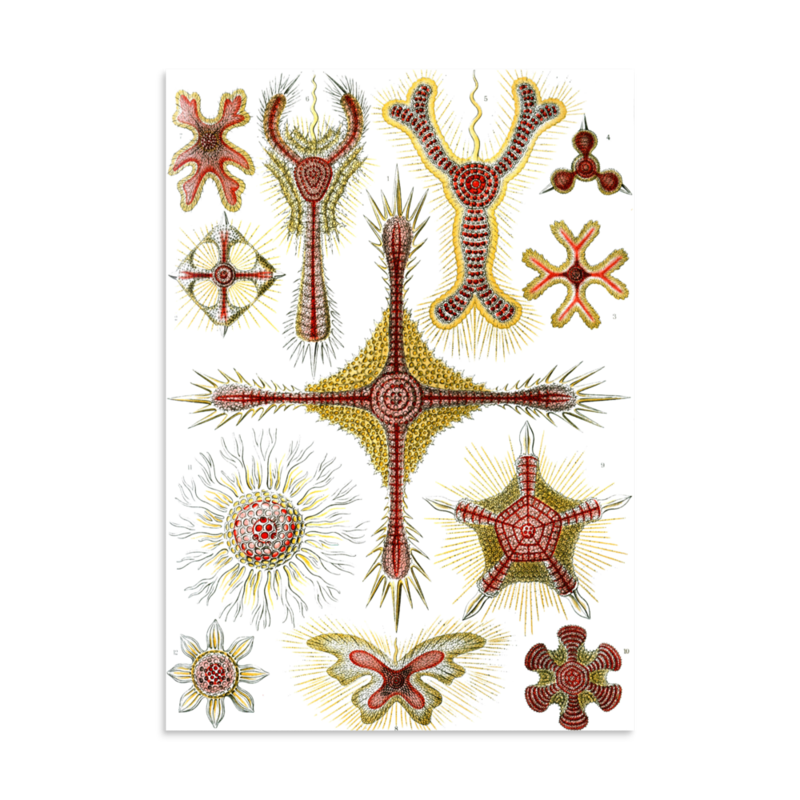 Disc Radiolarians print