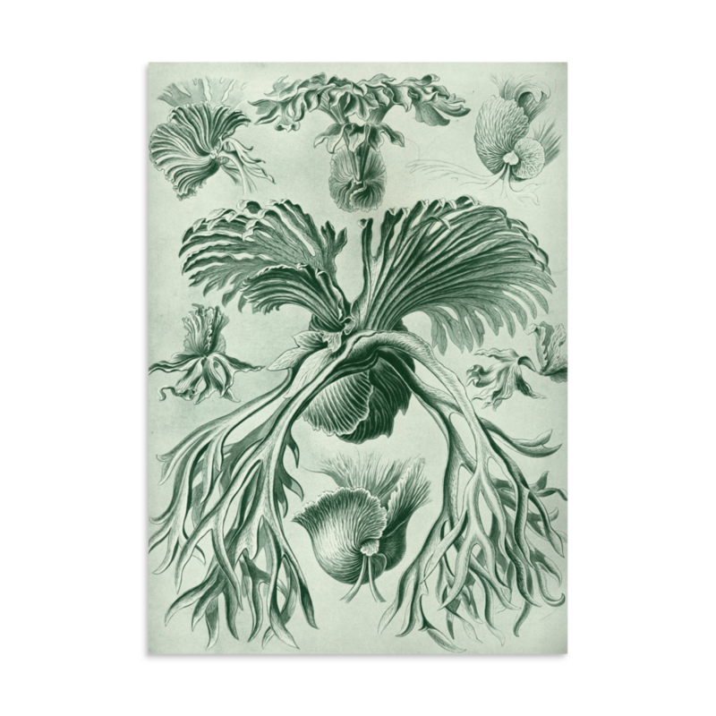 Ferns print