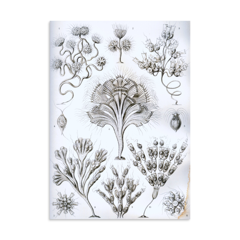 Flagellates print