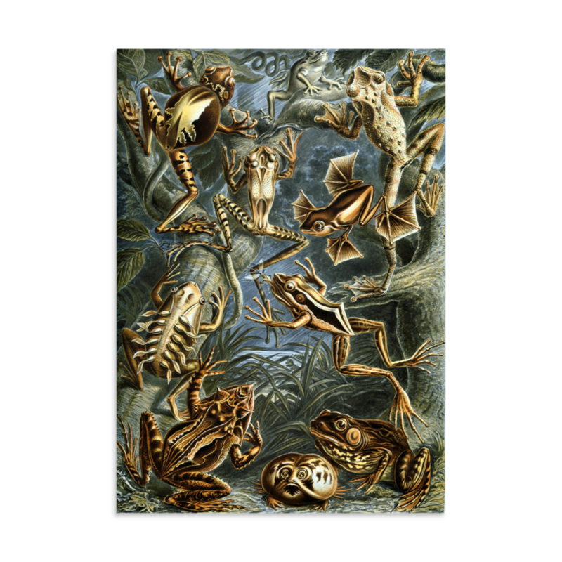 Frogs print