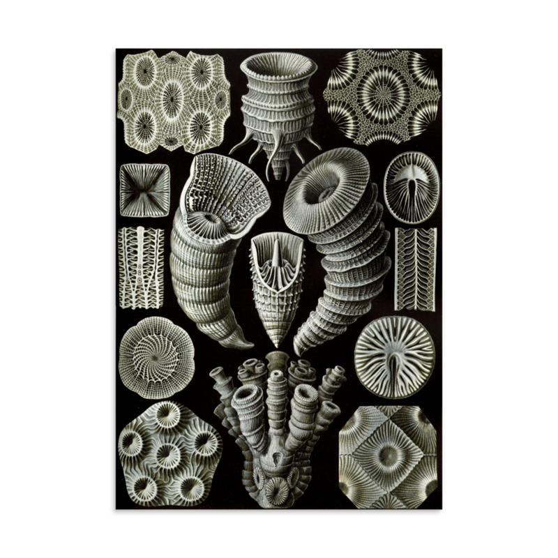 Horn Corals print