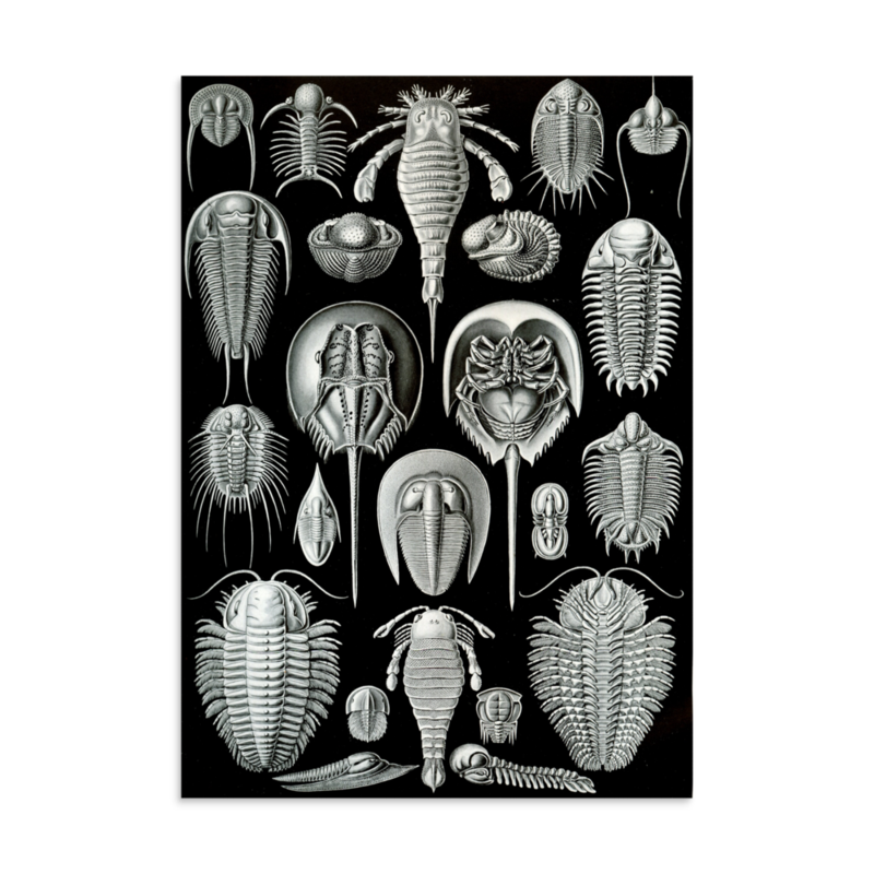 Horseshoe Crabs — art print
