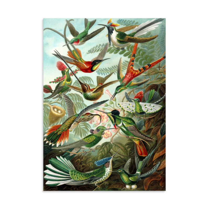 Hummingbirds print