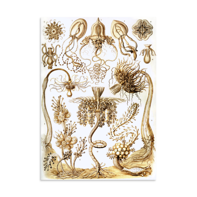 Hydroids print