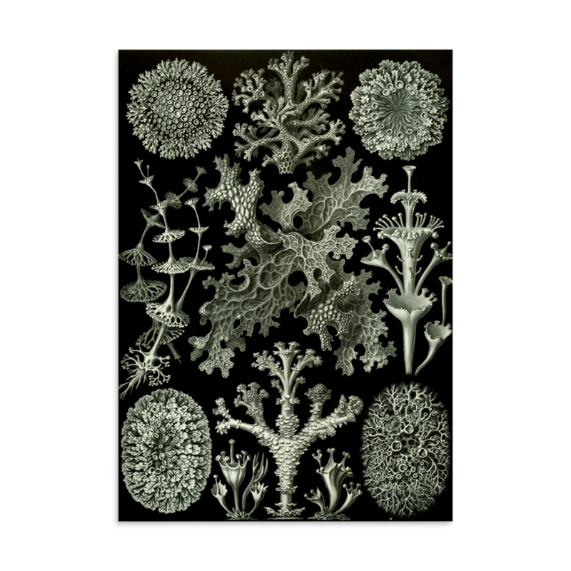 Lichens — art print