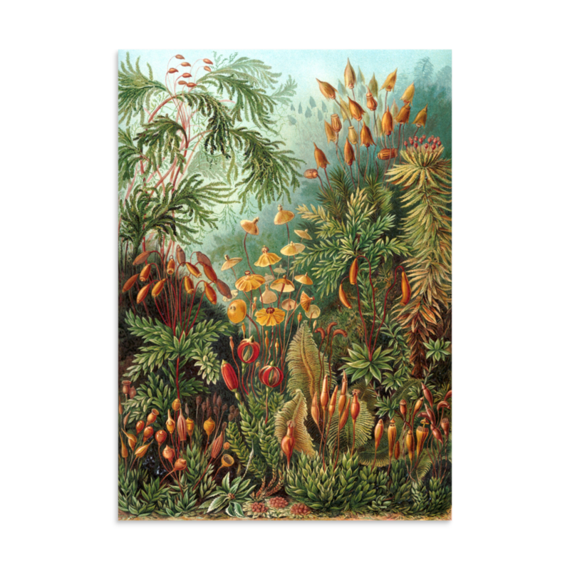 Mosses print