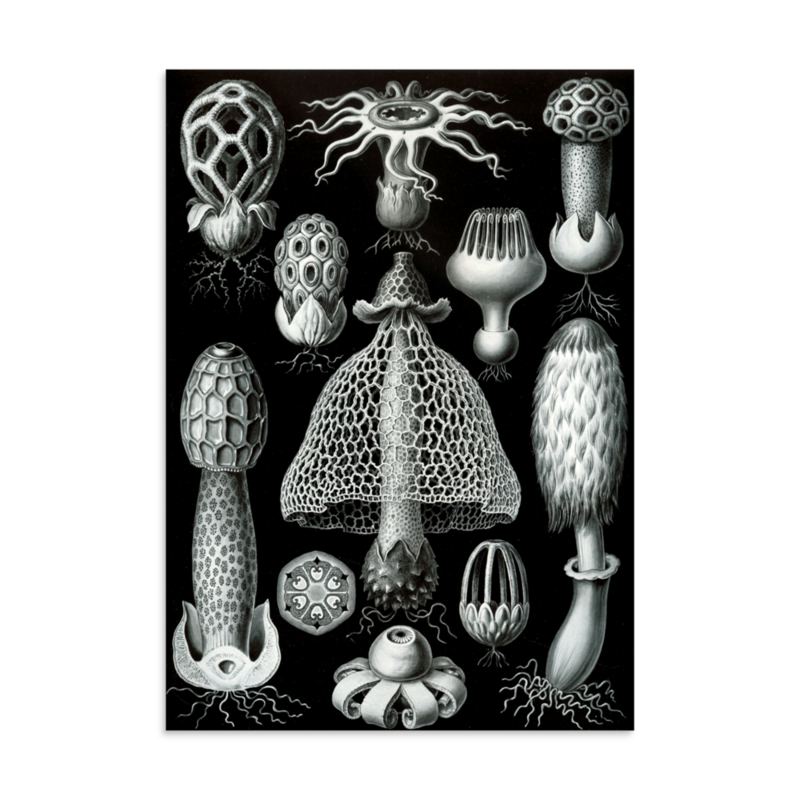 Mushrooms — art print