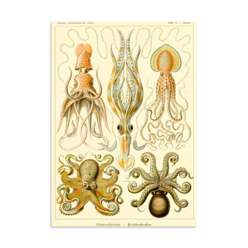 Octopus & Cuttlefish print