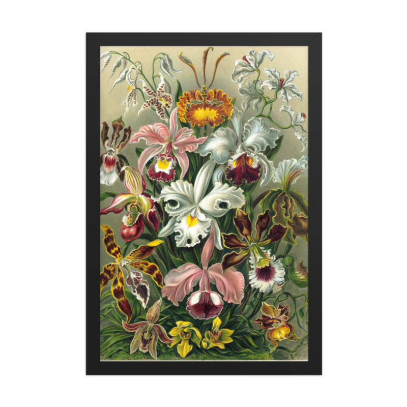Orchids — framed print