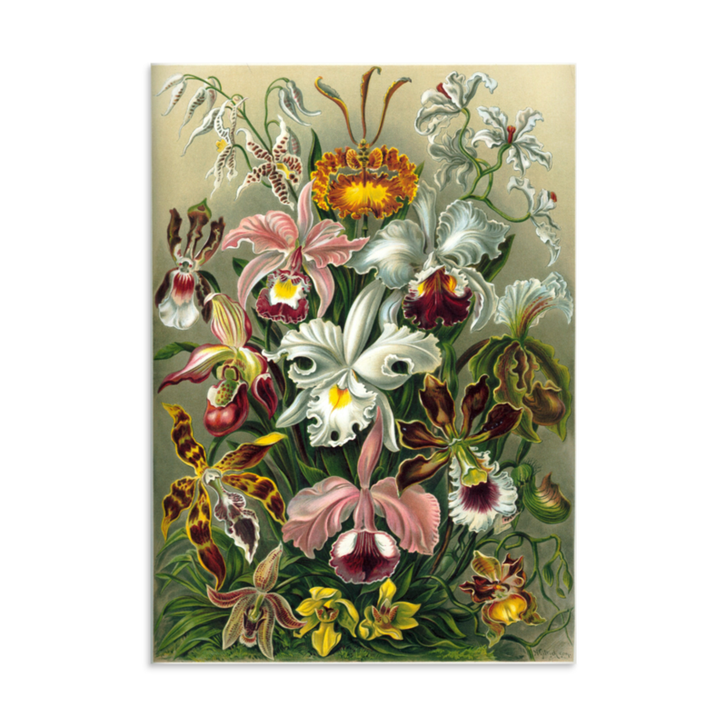 Orchids — art print