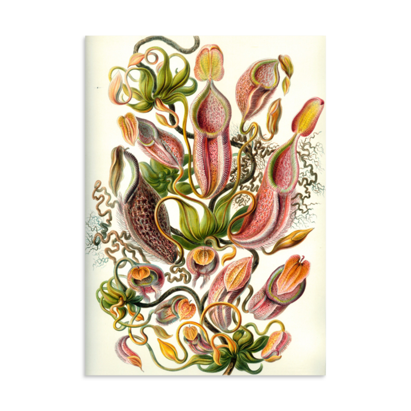 Pitcher Plants print