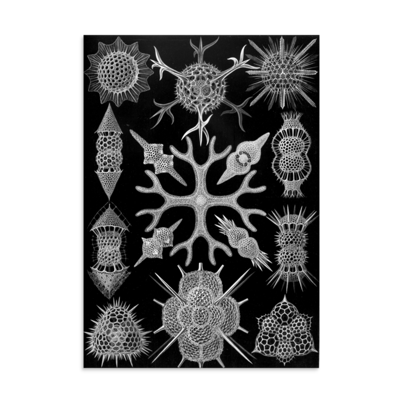 Radiolarian Spheres print