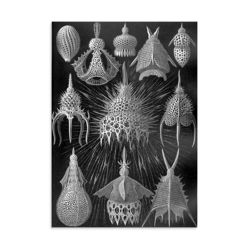 Radiolarians print