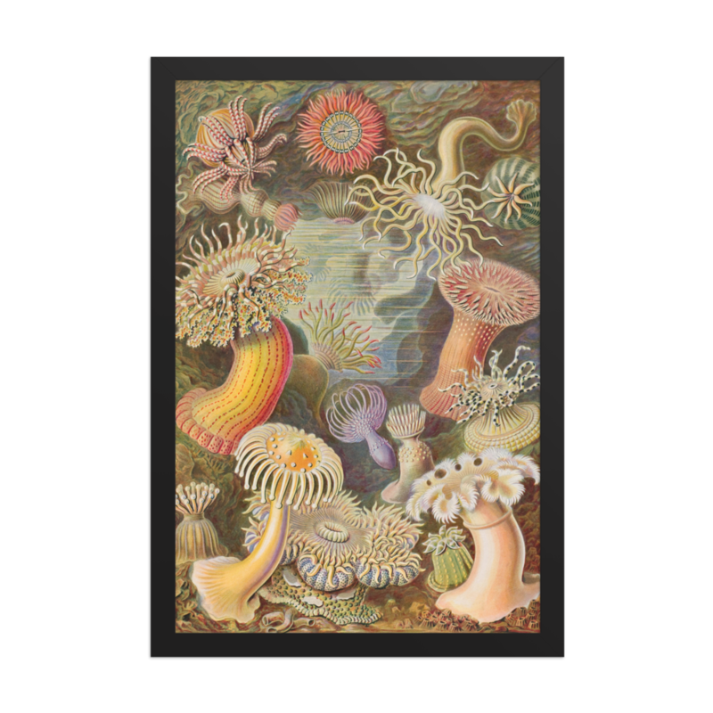 Sea Anemones print