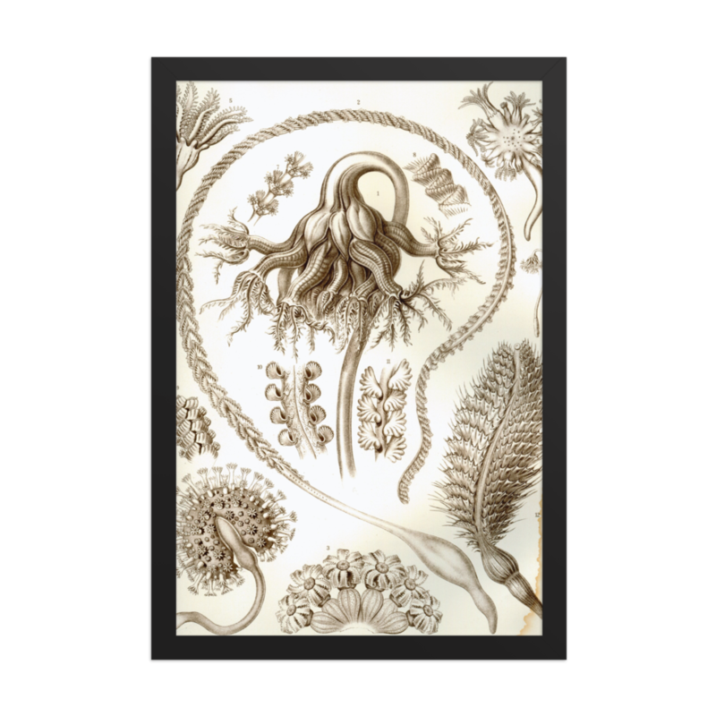 Sea Pens print