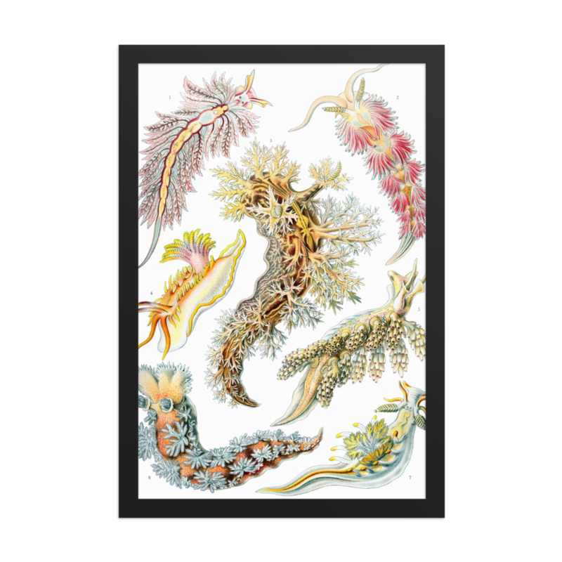 Sea Slugs print