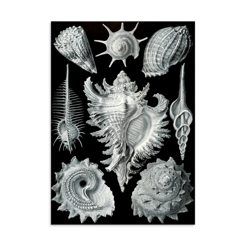 Sea Snails print