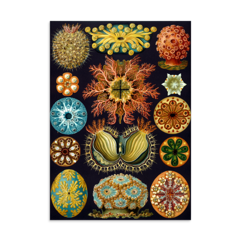 Sea Squirts print