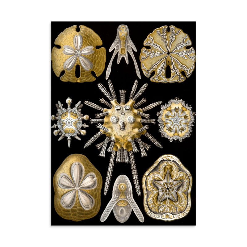 Sea Urchins print