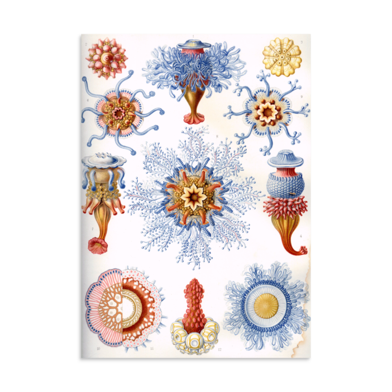 Siphonophores print