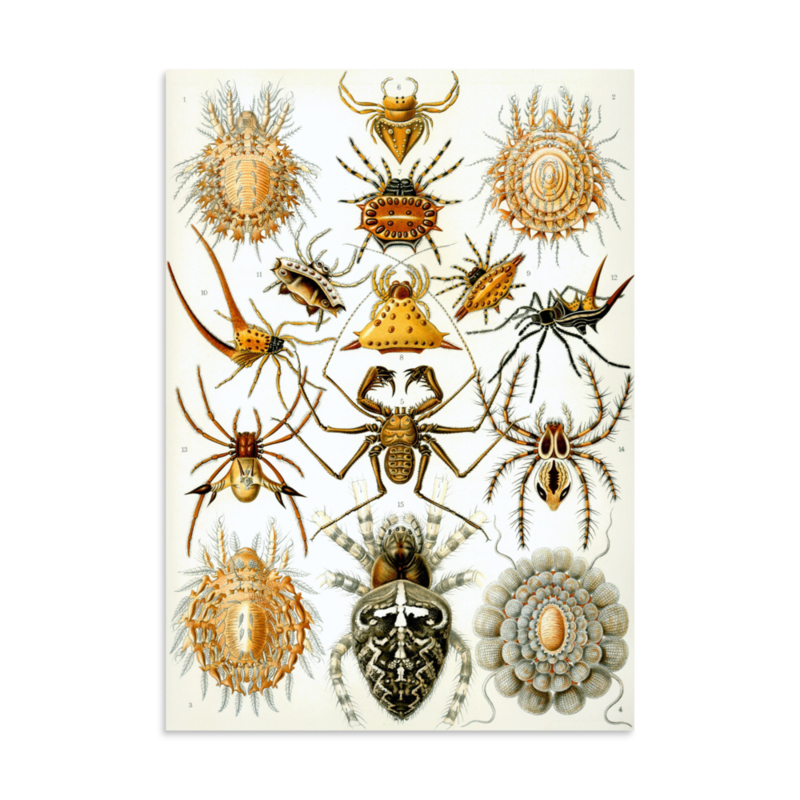 Spiders print