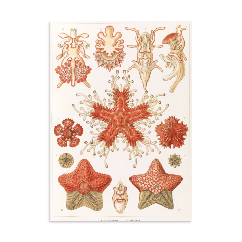 Starfish print