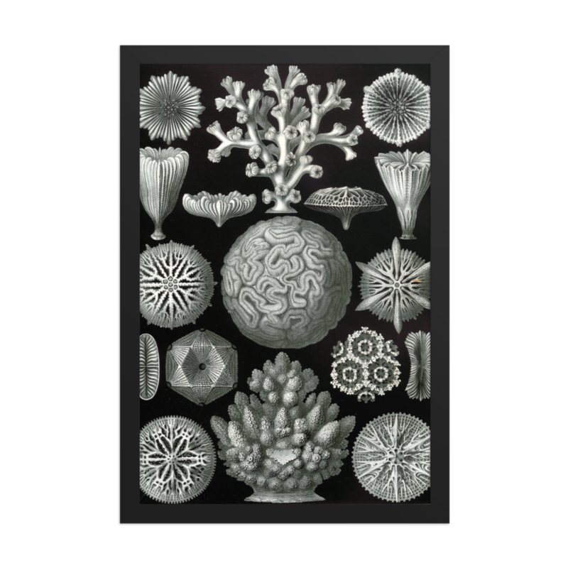 Stony Corals — framed print