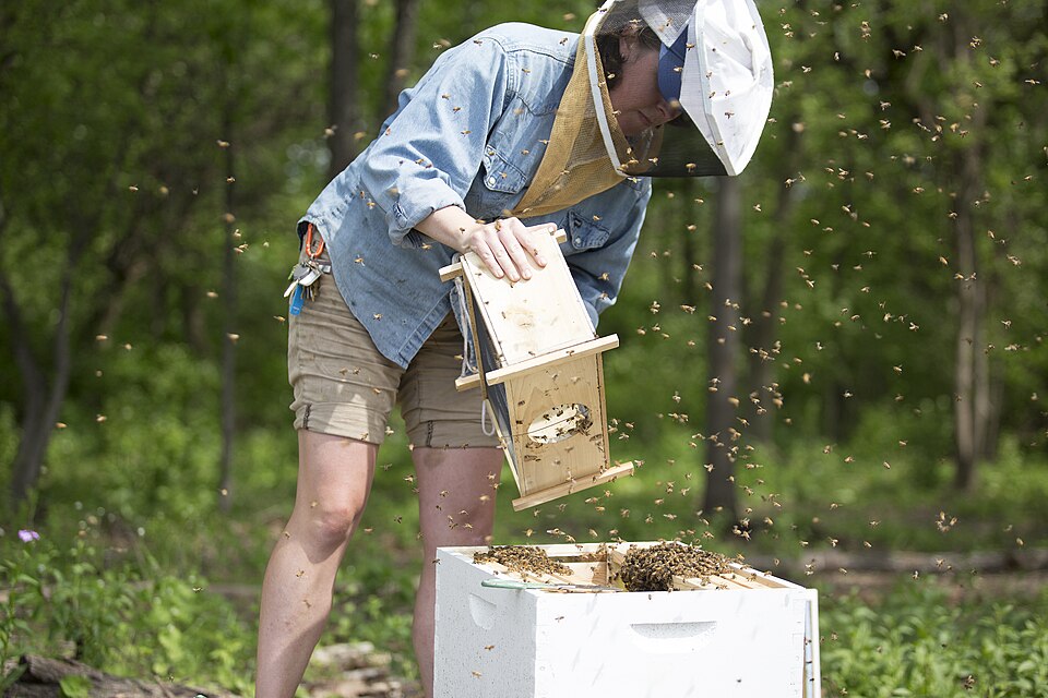 Beekeeping