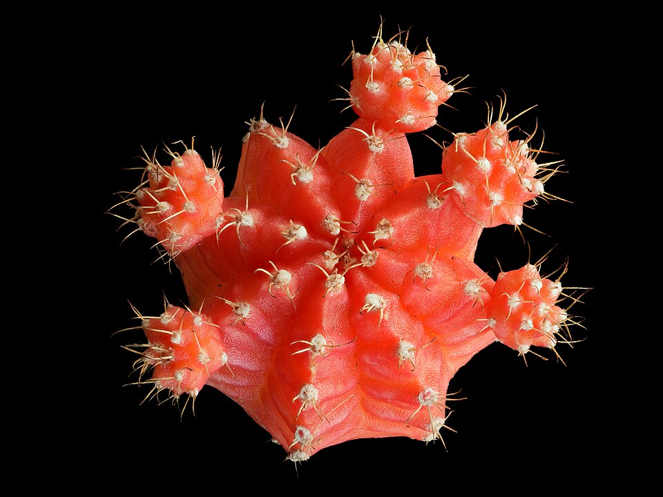 Cactus