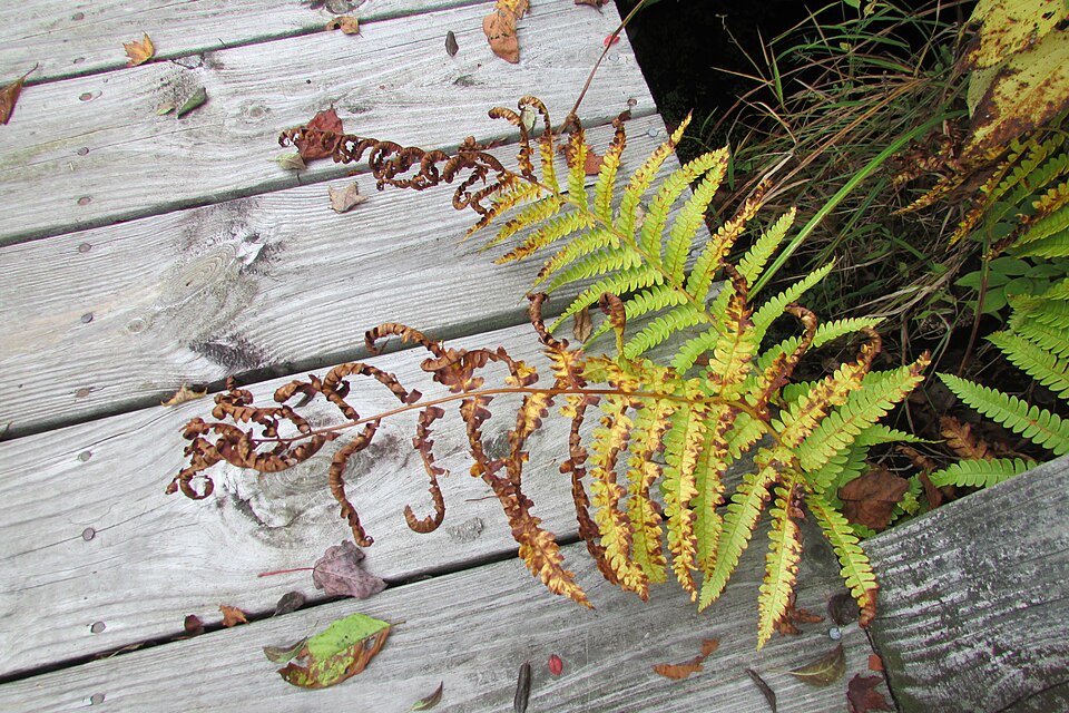 Fern