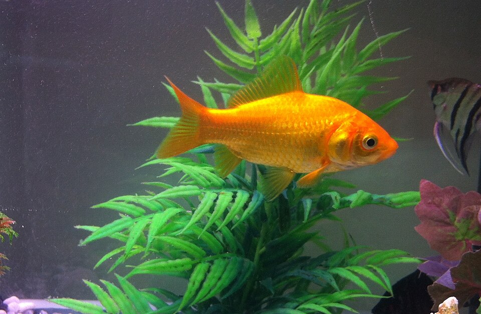 Goldfish