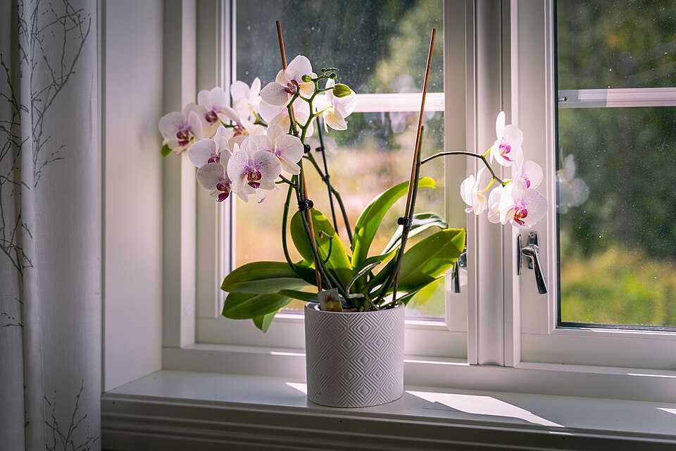 Houseplant