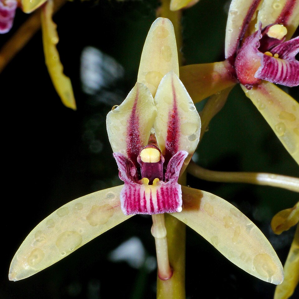 Orchid
