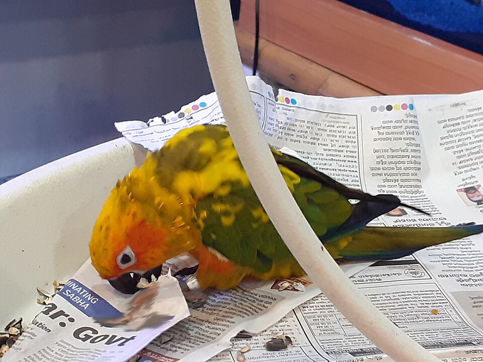 Parrot