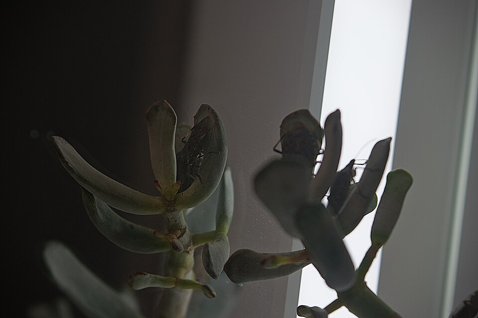 Succulent