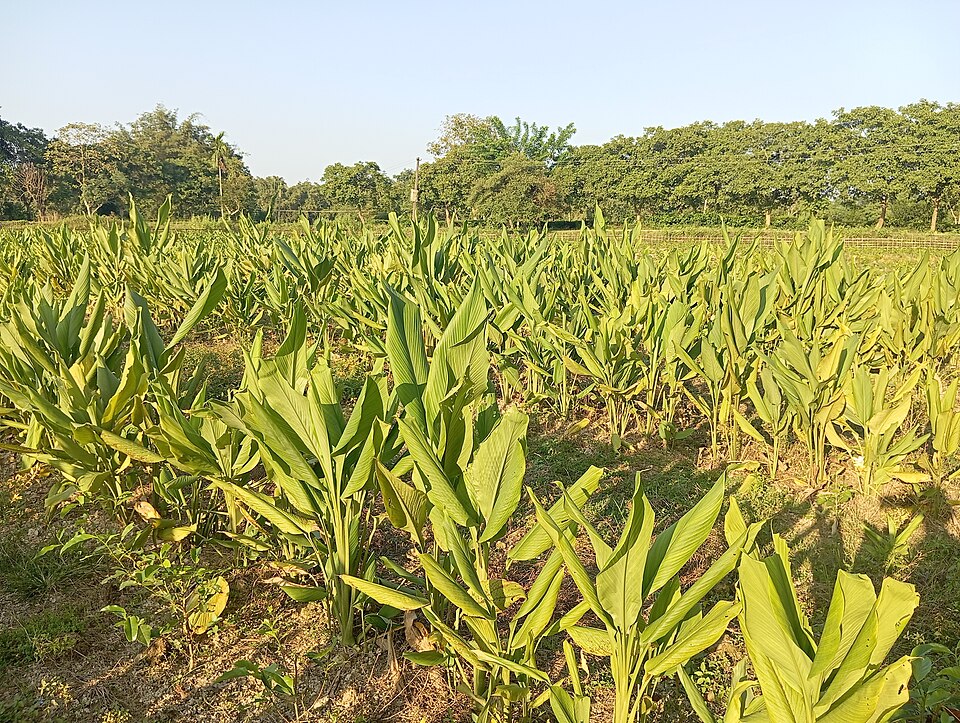 Turmeric